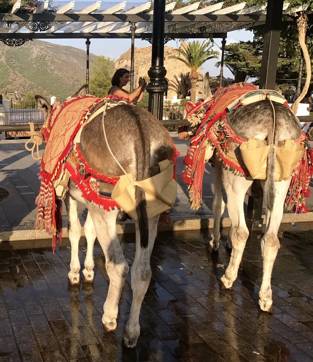 RoystonBlythe's tweet photo. Absolutely love DONKEYS, so cruel to use them as taxi's, and can't even have a shit in peace with out dropping it in a bag.😞😥 https://t.co/zovfZZxQH7