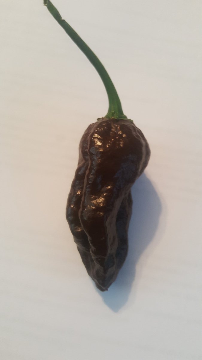2ndHandSmokeLLC's tweet photo. #hotpeppers #harvest #ghostpeppers https://t.co/EfuSdkjyzP