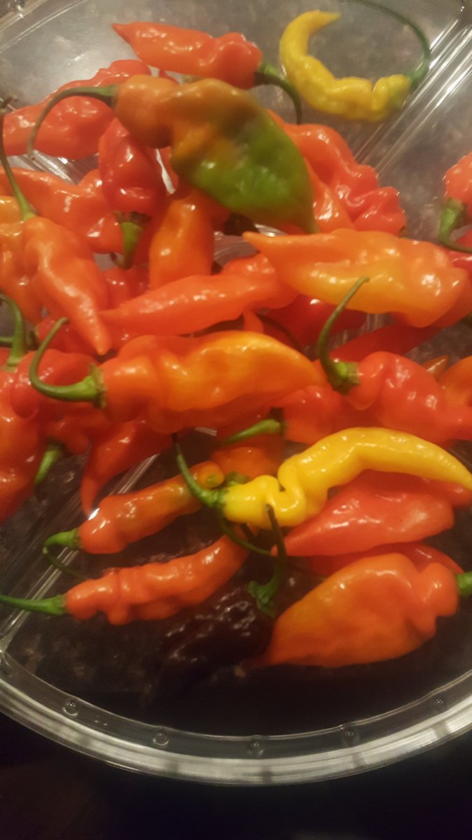 2ndHandSmokeLLC's tweet photo. #hotpeppers #harvest #ghostpeppers https://t.co/EfuSdkjyzP