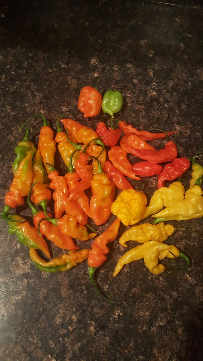 2ndHandSmokeLLC's tweet photo. #hotpeppers #harvest #ghostpeppers https://t.co/EfuSdkjyzP