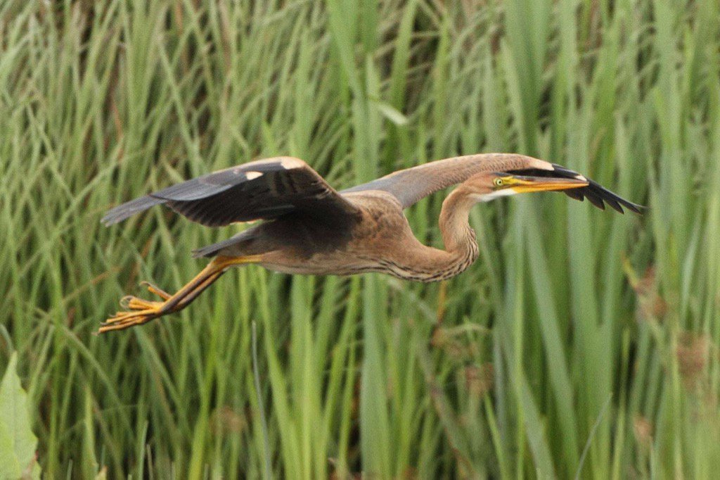 wildlife_news's tweet photo. RT @keithscovell3: Purple Heron @Leighton_moss @RSPBbirders @wildlife_uk https://t.co/Tx5Vpm6C9X