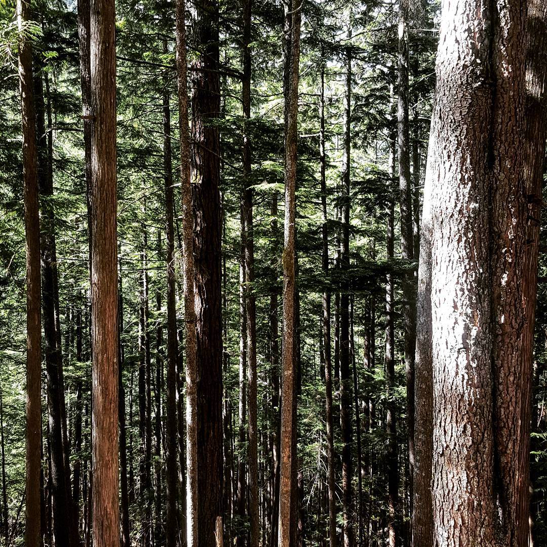 Trail clinics starting Sat, Sept 9 @ 8am. Visit foretrails.com for more information #foretrails