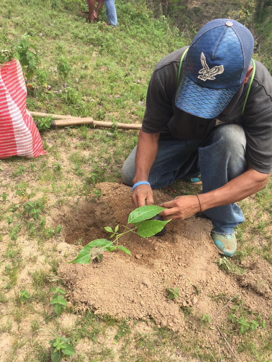 region_oriente's tweet photo. @region_oriente.  Reforestación en Aldea el Morral municipio de Chiquimula.  Vivero de la Regional Zacapa#Guatemala Megadiversa para siempre https://t.co/ih88BKNPDN