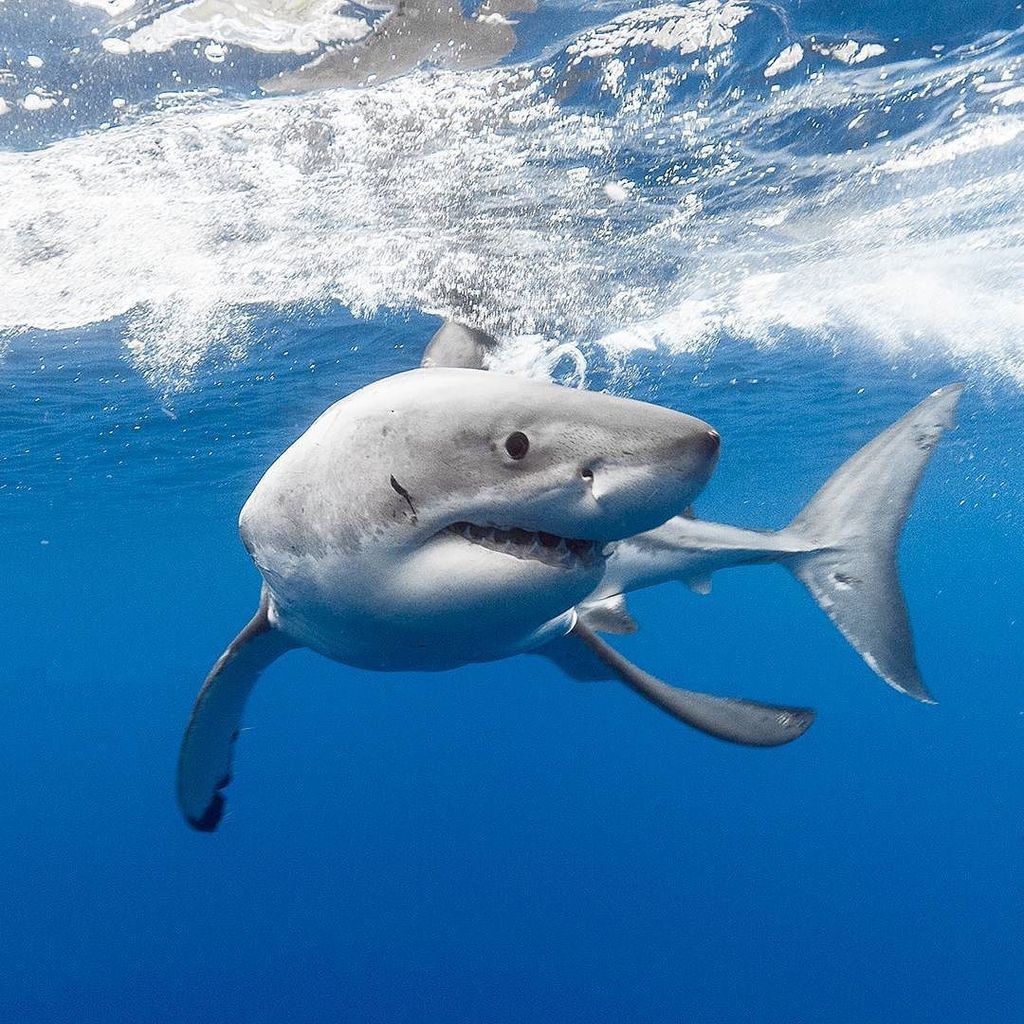 A 10' Great White breeched directly in front of me while surfing #sand, Great White Shark