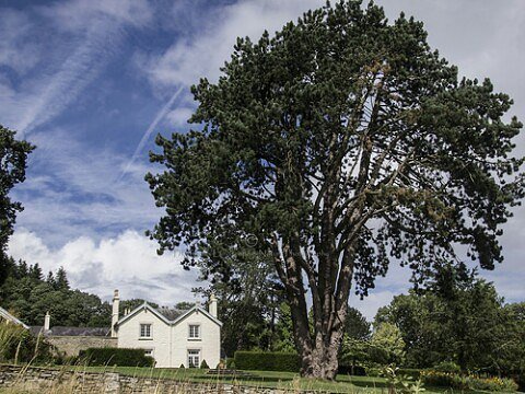 Turbogirlie's tweet photo. Belgate Farm & old Scots Pine Tree. #Shobdon #Herefordshire #droversrest #oldways #Summer #blueskies #walk1000mile… https://t.co/5BGl7dx5Da https://t.co/KAUwtaGvPh