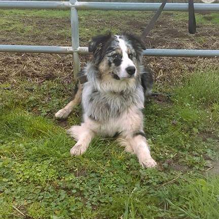 CadleFaith's tweet photo. Its almost been three months since I had to put him down
6/11/17
RIP Joker Marie https://t.co/OdipGwwOHo