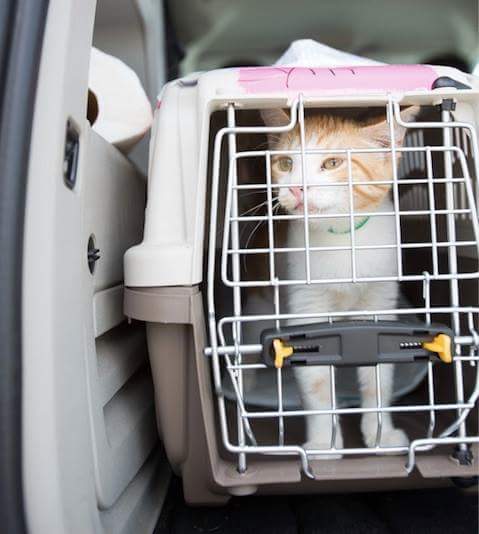 SAVING ANIMALS IN TEXAS Sweet girl saved fm devastating floods getting ready to board <a href="/freekibble/">Freekibble</a> Flights 2 Freedom freekibble.com/flights/texas/