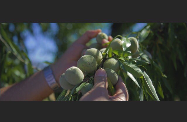 auditoriTM's tweet photo. @kikomoyachef @FerruzAlberto comprometidos con el entorno, pasión por el producto. Avance #2sep en #dolia2017 #chefs con #esencia 🌟🌟🌟🌟 https://t.co/JYvYjndQq6