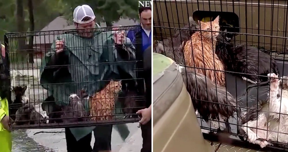 Cats rescued! Houston residents stay behind to help save stranded animals from flood waters. See full story &amp; video: lovemeow.com/cats-rescued-h…