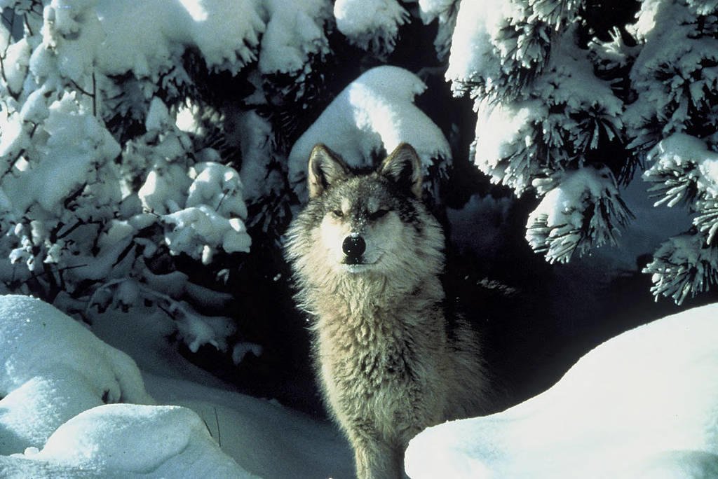 EnviroAction's tweet photo. Our best tool for saving #EndangeredSpecies from extinction is under attack. Write a letter to help #SaveTheESA: https://t.co/mtFgVvs2Rv https://t.co/1LIqnkWyFj