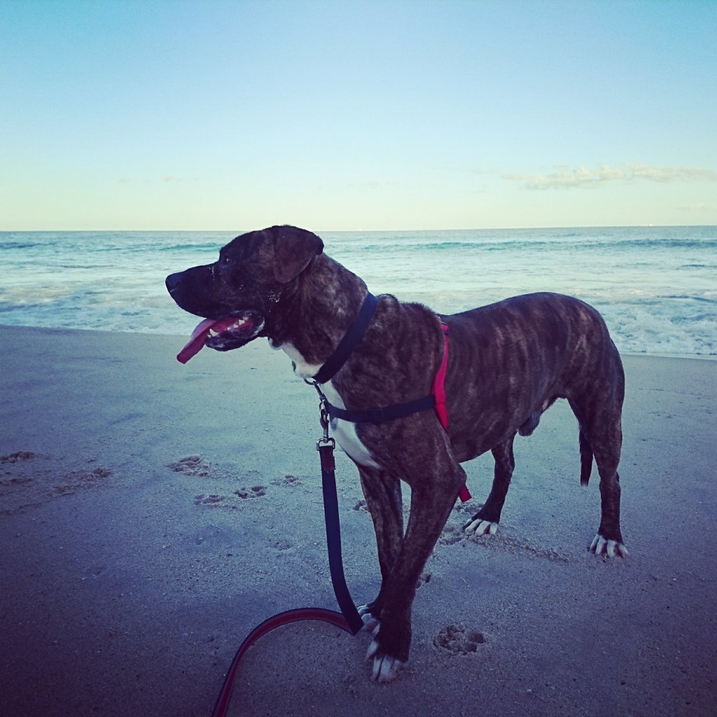 tvanzyl's tweet photo. The dog beach https://t.co/v6qQlGnvRe https://t.co/Br5H1e8OxG