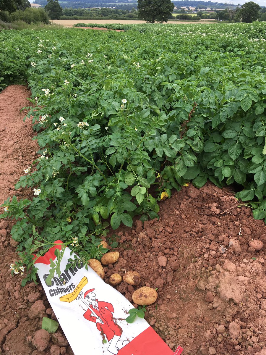 CharlieChippers's tweet photo. Did you know we bag our spuds straight off the field currently and they go straight on to your plate. #FarmtoFork #chipshop #FishnChipAwards https://t.co/QURfwyhAZ5