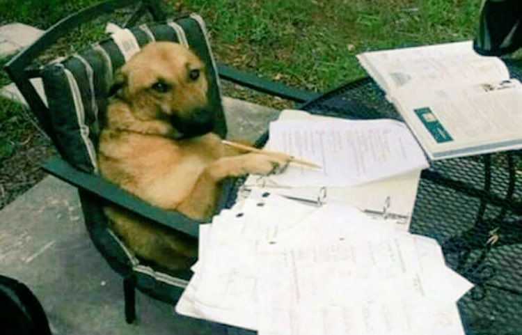 balenttina's tweet photo. Te has encontrado con el perrito estudioso. 🙌🏼📚
Dale RT y te irá bien en tus pruebas/exámenes. 🤓

🙆🏻💜💫 https://t.co/wrUQM53WsL
