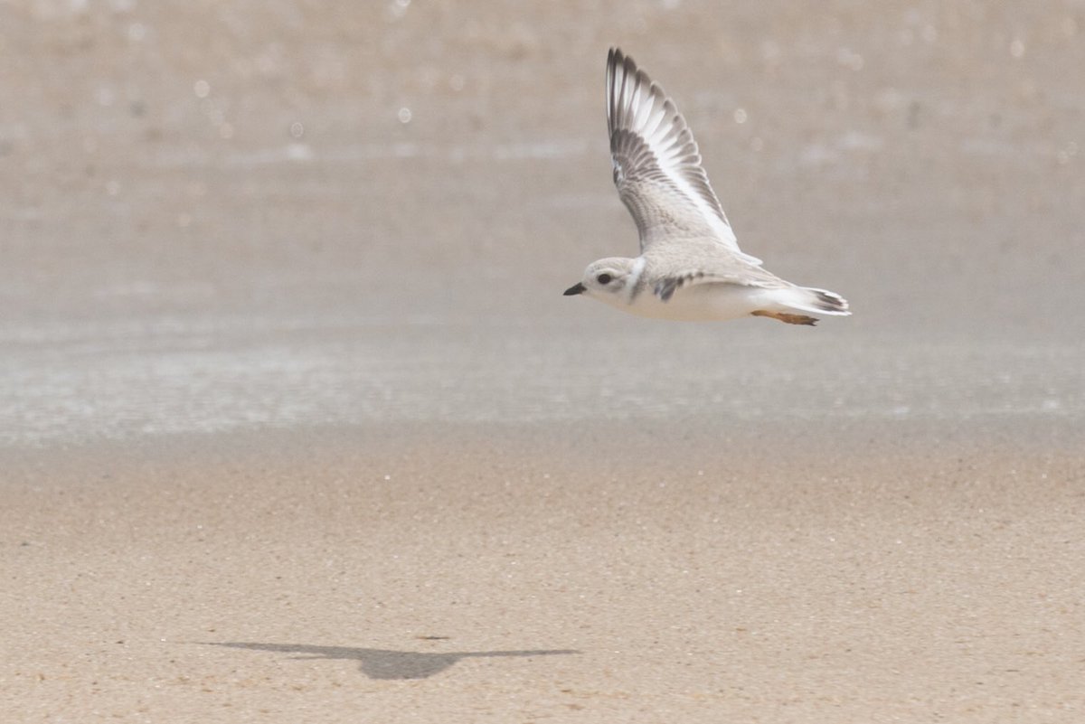 Wings don’t fail me now! This piping plover is on its official fledging flight at 37 days old. #FindYourPark