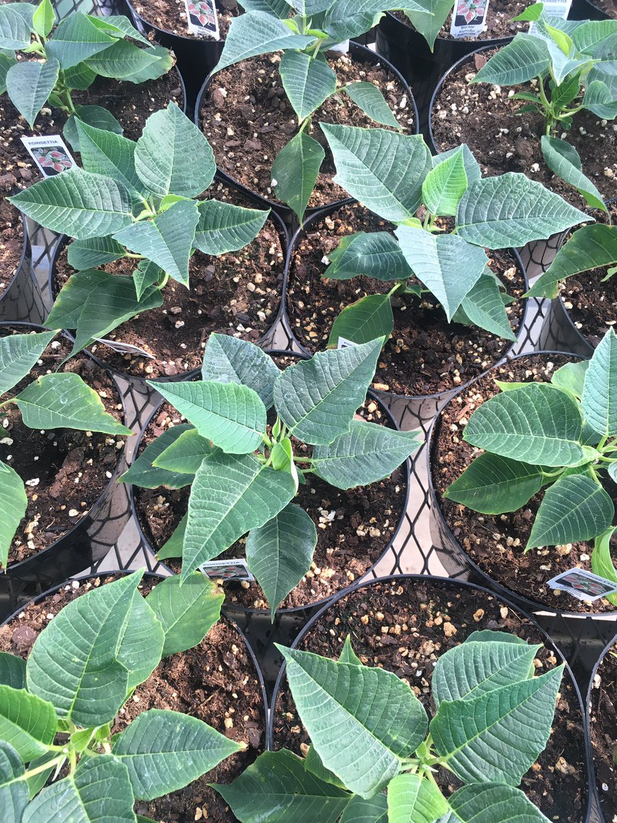 drkristynjones's tweet photo. Poinsettias are looking great in the Norris Greenhouse! #norristitans #neaged https://t.co/kC5MObtQey