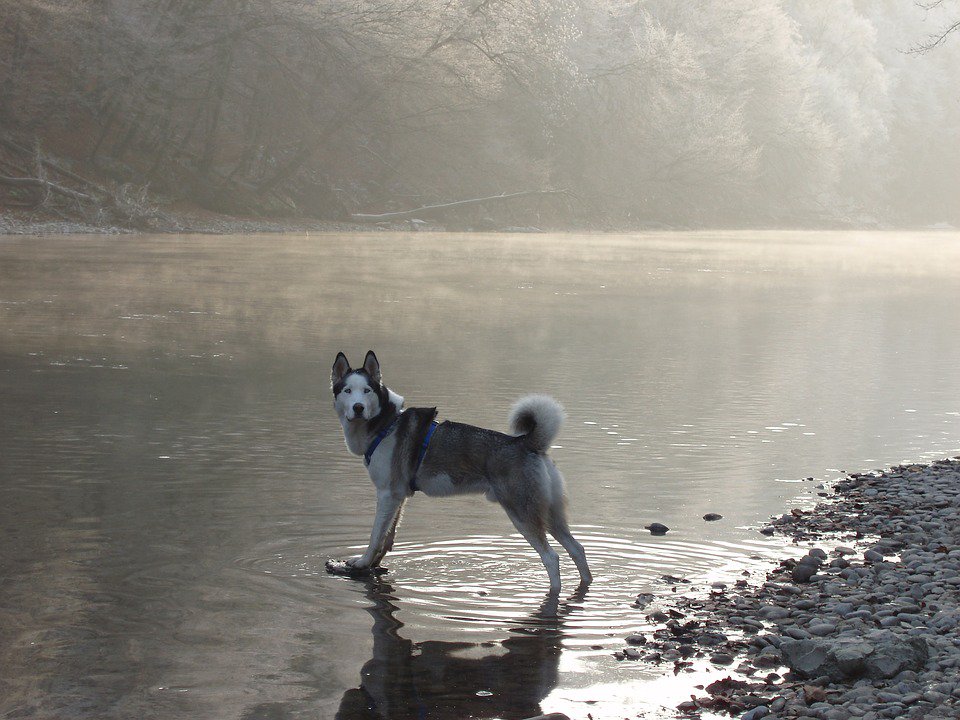 mylittlepuppy_'s tweet photo. Need a cold-weather running partner? Siberian Huskies were built for long-distance runs in cooler climates! #ActivePups #WorkoutBud https://t.co/nibuANbloD