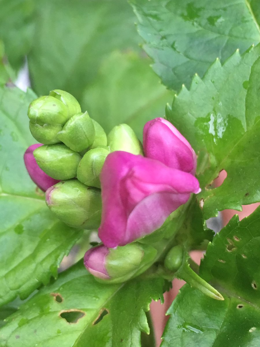botanyscholar's tweet image. Chelone blooms saying hello! #chelone #whatsblooming #perennials #gardencenter #gardenstate #newjersey #botanyscholar