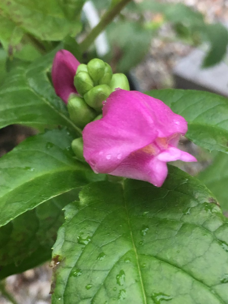 botanyscholar's tweet image. Chelone blooms saying hello! #chelone #whatsblooming #perennials #gardencenter #gardenstate #newjersey #botanyscholar