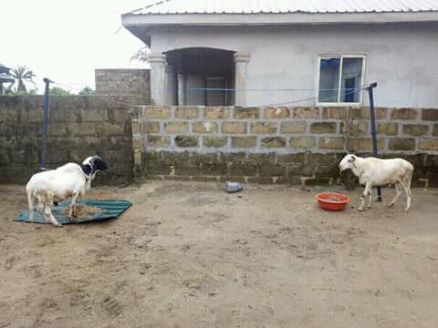 AyomideAy3's tweet photo. The boys are here!!!🐐🐐
#Ibile
Pre_preparation
Ileya
#Ay
#cool_guy👌 https://t.co/4yTWD0zgdt