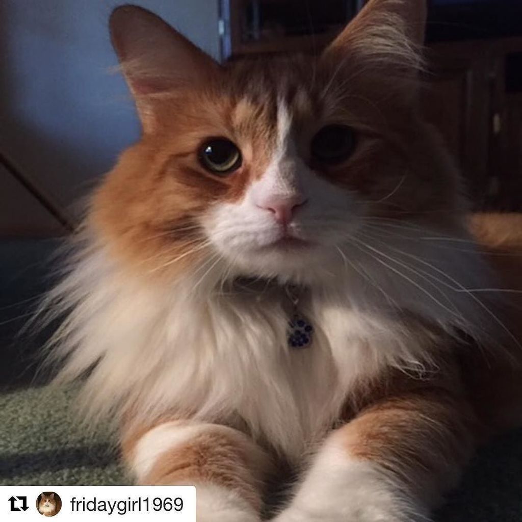 BlancaTheKitty's tweet photo. #spreadwarmfuzzies #PawsiePower
#Repost @fridaygirl1969 (@get_repost)
ใปใปใป
๐พ๐๐๐ผ๐พ๐๐๐ผ๐พ#PAWSIEPOWER UNITE!!! #SPREADWโฆ https://t.co/gvmdq2ZgoH https://t.co/uMiSSiTcMz