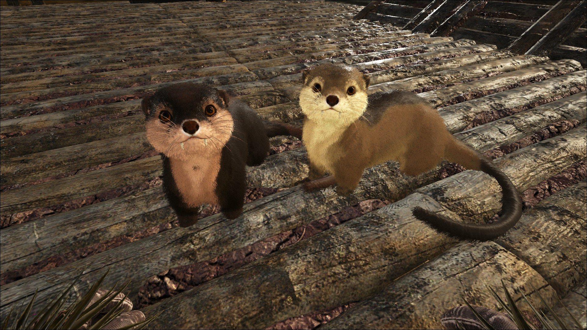 魅惑色のぱんだ Ark 抜群の破壊力 可愛さが カワウソ低レベルだけど3匹テイムしました W 高レベルテイムしたかったけど見つからなかった レベルアップモーションも食事モーションも可愛すぎｗ これは間違いなくark界のアイドルですわ