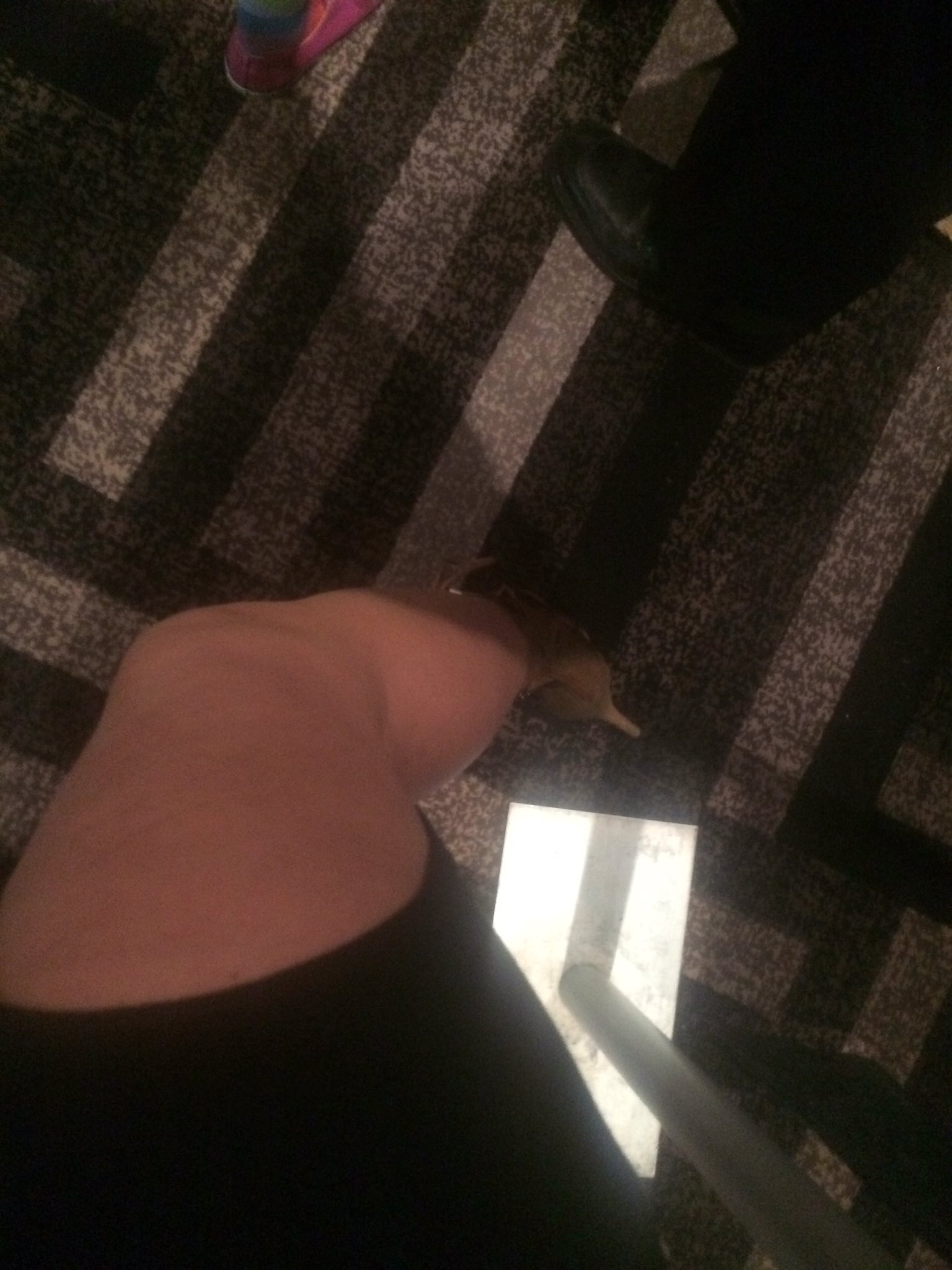 2 pic. At the @ExoticDancerMag expo showing some leg lol#vegas https://t.co/mS6EHFxjYn