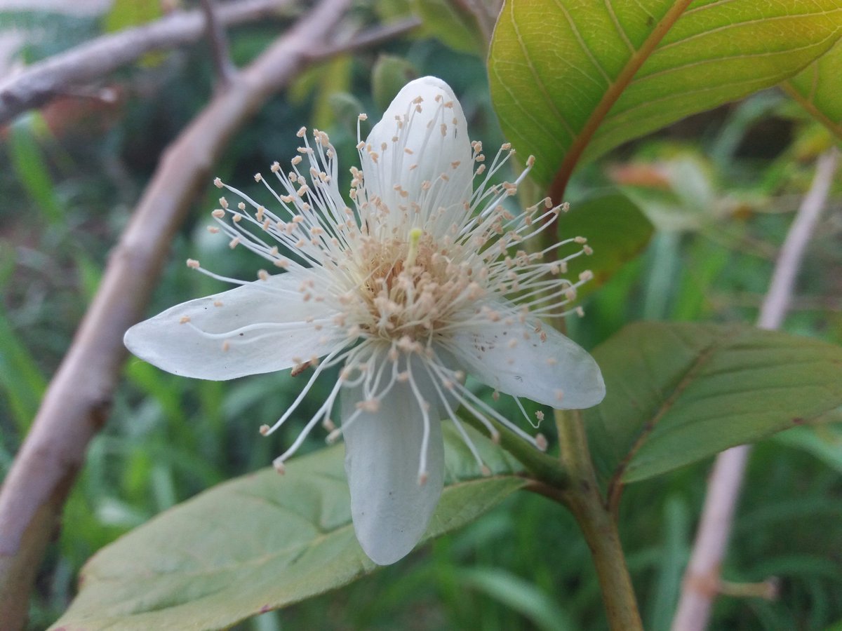 NaturezaeConser's tweet photo. Flor de goiaba
#flowers #goiaba #flores #parauapebas #pebinha #Pará #natureza https://t.co/yVMDyb4XDc