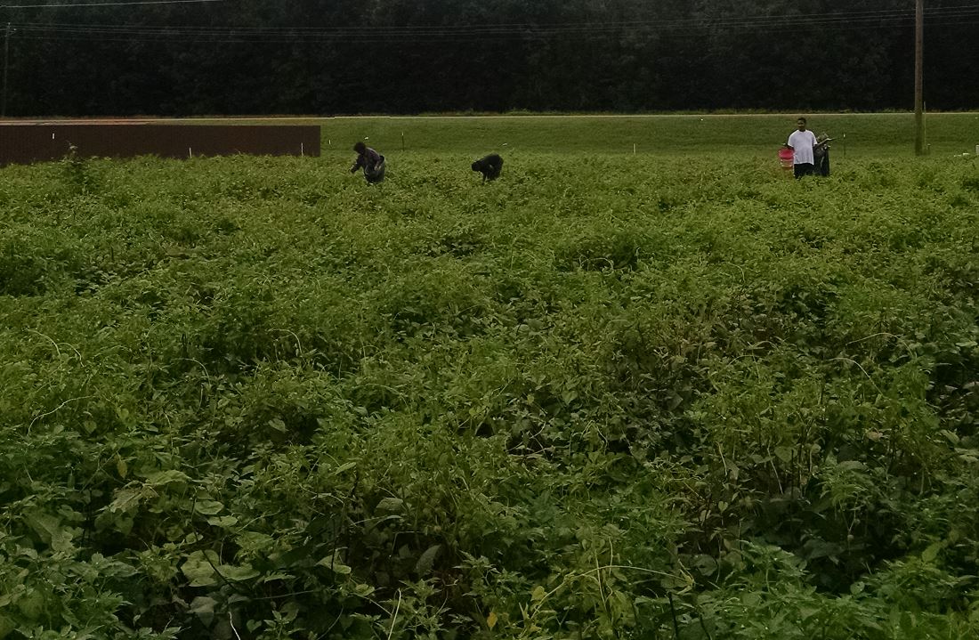 SosaMississippi's tweet photo. #gleaning helps reduce #foodwaste and helps to #endhunger. Why not go gleaning? #societyofstandrew #easypicking #peapickin https://t.co/xaPOAAryuX