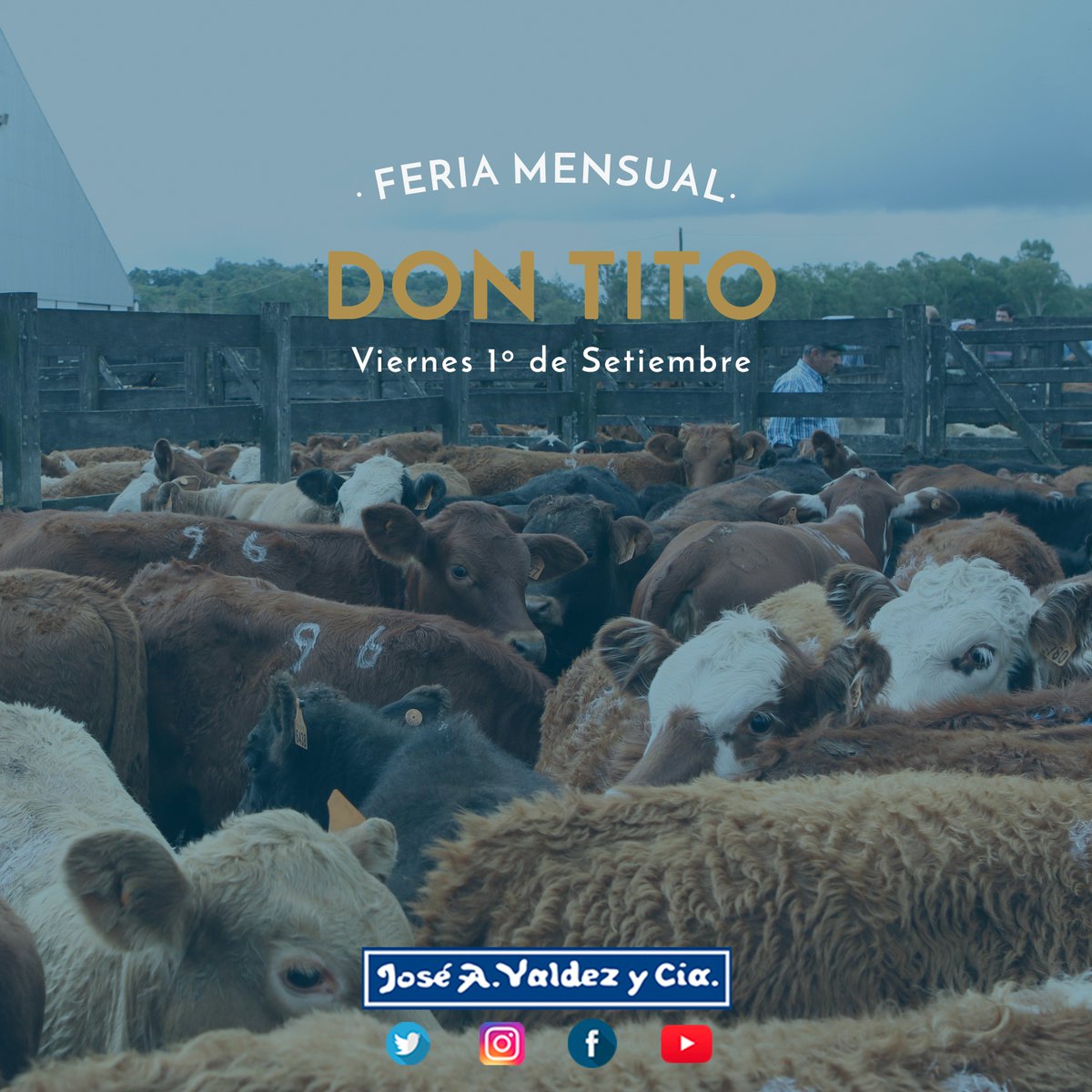 📢Este viernes 1/09 feria mensual de Don Tito
550 Vacunos / 500 Lanares de Abasto y Campo
Plazo de 30, 60 y 90 días. Consulte al 099833018