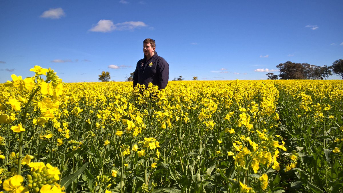 BASF_Agro_Au's tweet photo. Another excellent example of the #Butisaneffect with assistance from @walshagro @mvrs_agronomy layering ARG weed control on Bonito TT Canola https://t.co/qFJlrmPpos