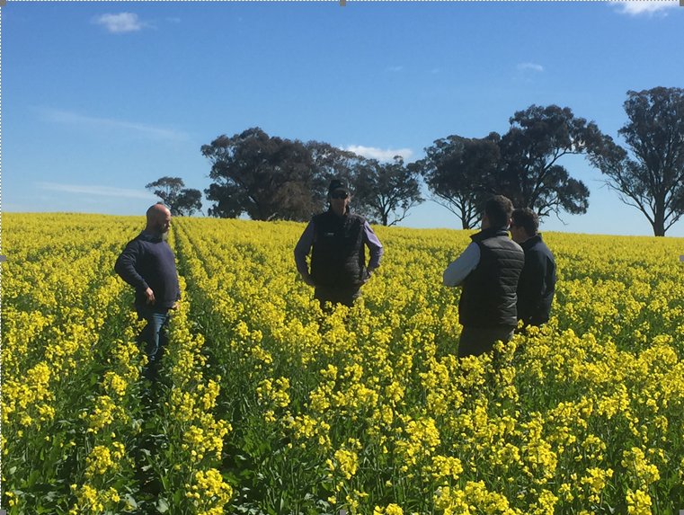 BASF_Agro_Au's tweet photo. Another excellent example of the #Butisaneffect with assistance from @walshagro @mvrs_agronomy layering ARG weed control on Bonito TT Canola https://t.co/qFJlrmPpos