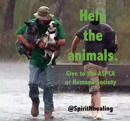 SpiritNHealing's tweet photo. Don't forget to help the animals. #HumaneSociety Donate here: https://t.co/FrrvSixy5N
#ASPCA - Donate here: https://t.co/Lt4A89ZqRT https://t.co/nn9e26qnUS