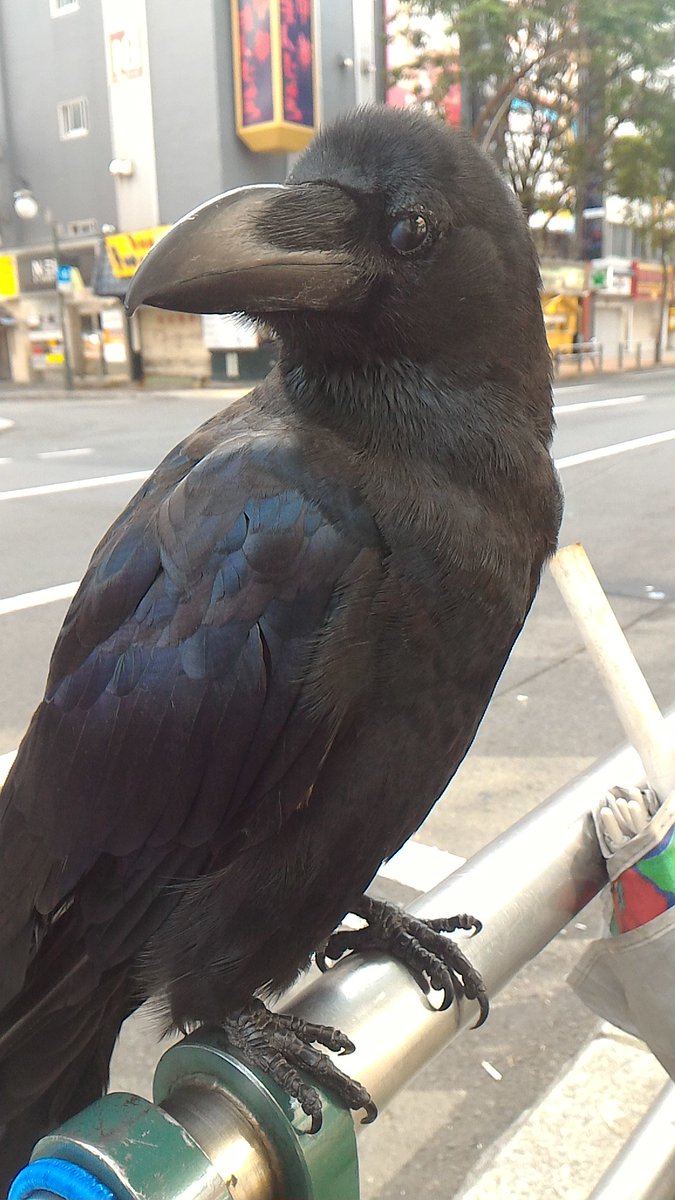 黒いので仲間と思われてる 路上占い店で店番もするカラス Togetter 黒いので仲間と思われてる 路上占い店で店番もするカラス Togetter