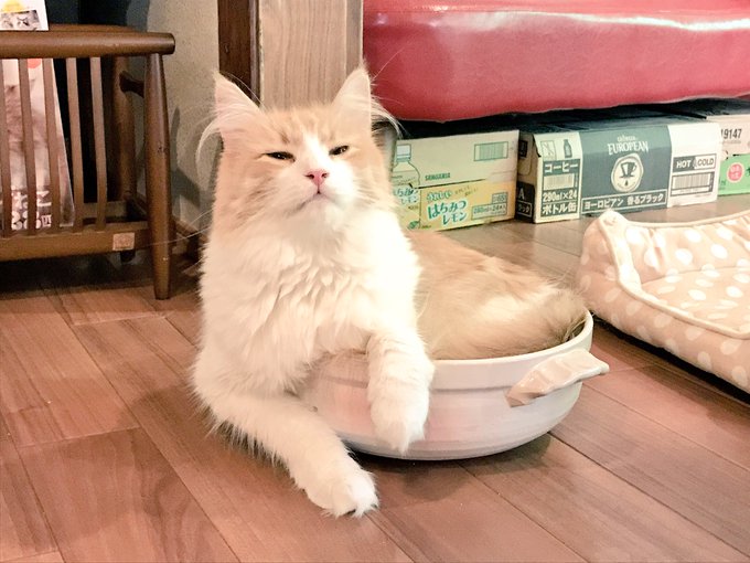 新小岩北口 猫カフェ にゃんこいわさん の最近のツイート 4 Whotwi グラフィカルtwitter分析