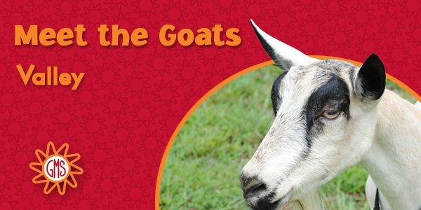 goatmilkjim's tweet photo. We know them well, but sometimes we're still surprised... https://t.co/WVX4Ieb3bR #MeetTheGoats #goat #biography https://t.co/S8trARwUQH