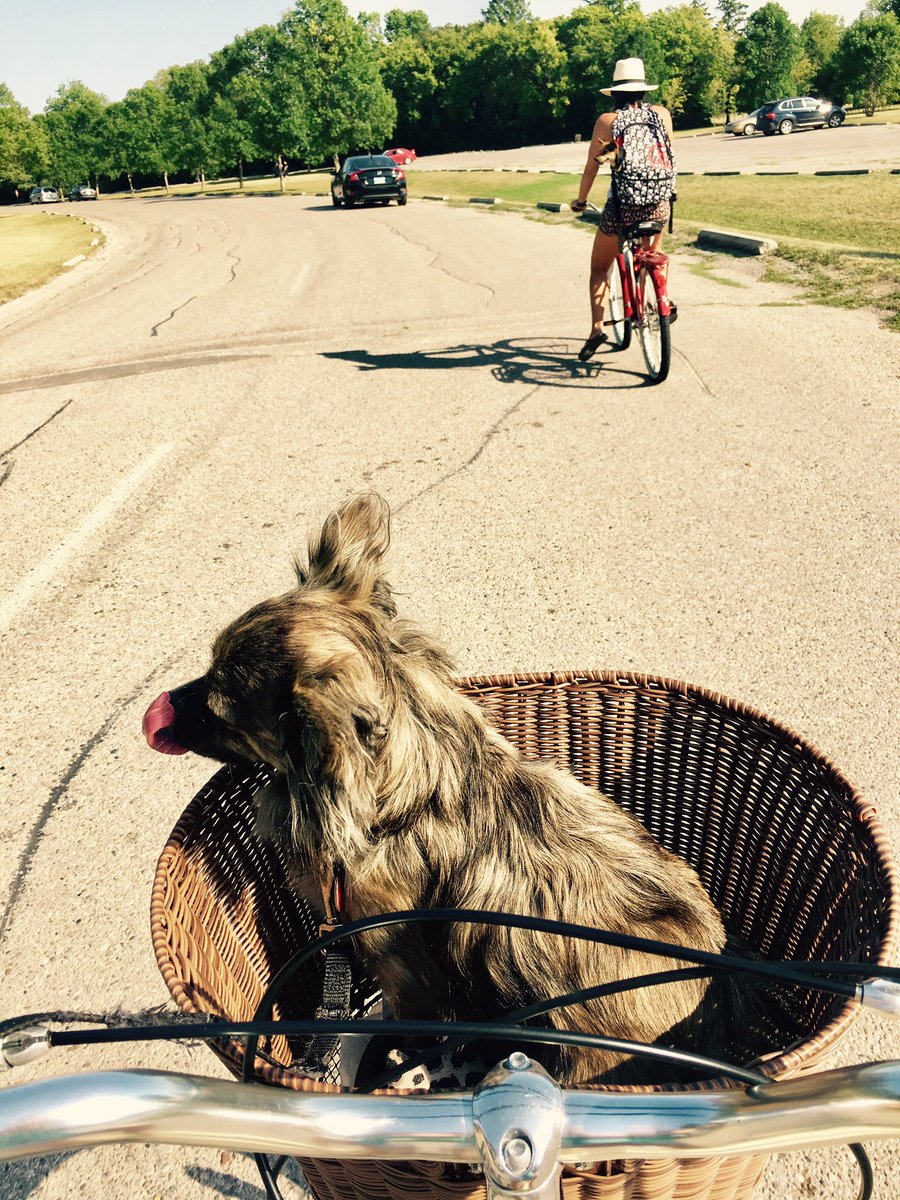 poundithashtag's tweet photo. The dog days of summer. #hashtagpoundit #manitobasummer #dogdays #hotdogs #windinyourface #backpackpuppy https://t.co/NzSRrDFPw8
