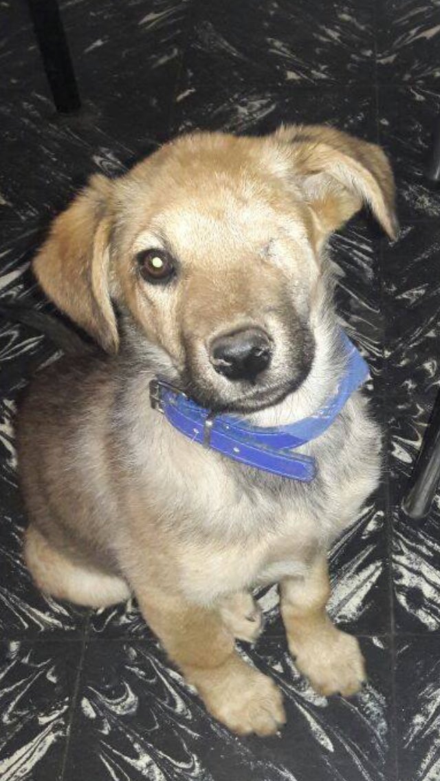 vickawinehouse's tweet photo. Unos pelotudos le tiraban piedras para correrla,le pegaron en el ojito y lo perdió. Lloro por querer dejármela. Esta en adopción!Difundan♥️ https://t.co/SqMbtF3jTN