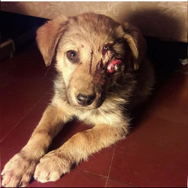 vickawinehouse's tweet photo. Unos pelotudos le tiraban piedras para correrla,le pegaron en el ojito y lo perdió. Lloro por querer dejármela. Esta en adopción!Difundan♥️ https://t.co/SqMbtF3jTN