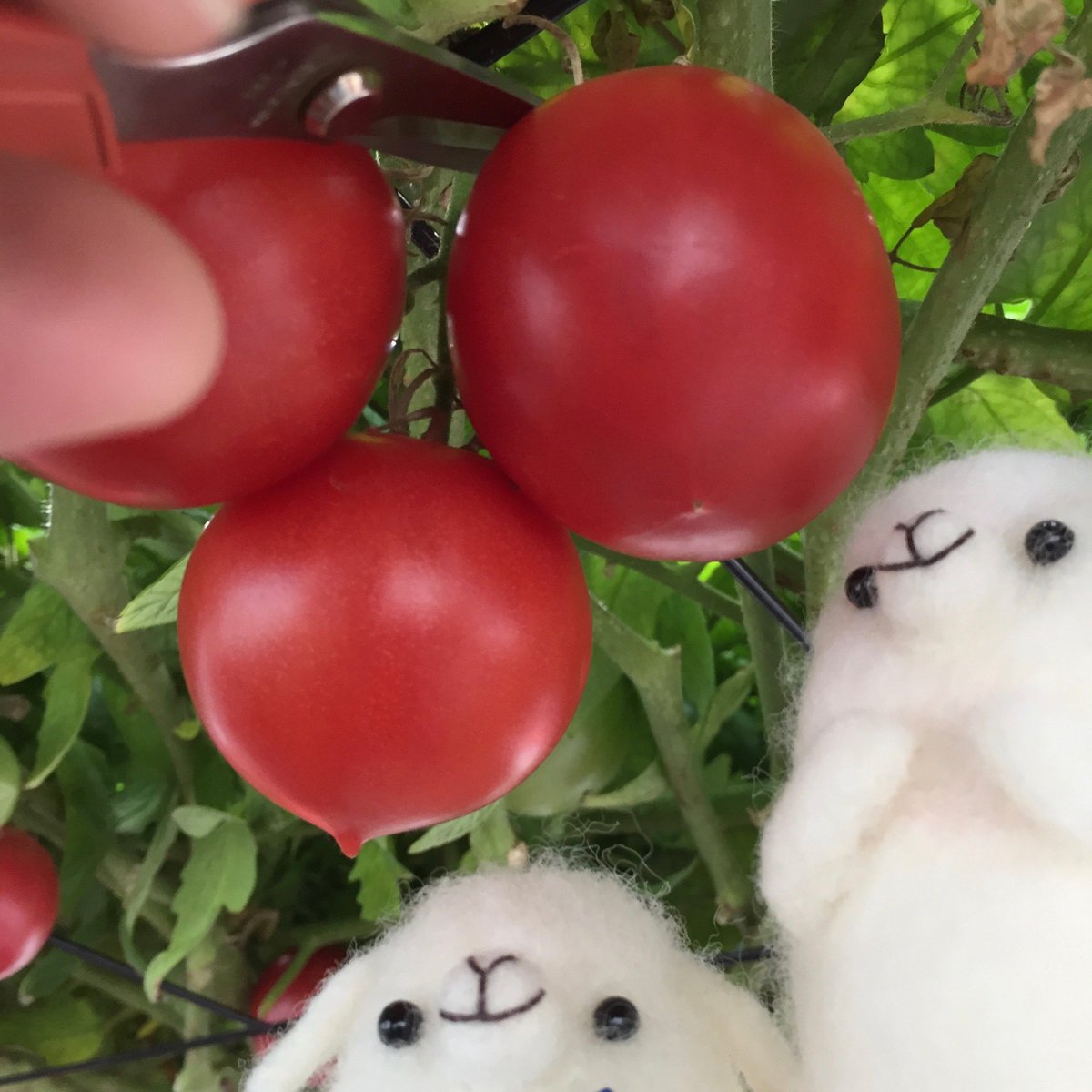 えこりん村 公式 ひつじのバッハくんとアルパカのナナちゃん 夏の終わり ふたりはとまとの森へ２度目のお出かけ きょうはふたりでトマトの収穫作業のお手伝い 10時までに終わらせなきゃね 無事 収穫作業終了 頑張ったふたりに とまとの森 から