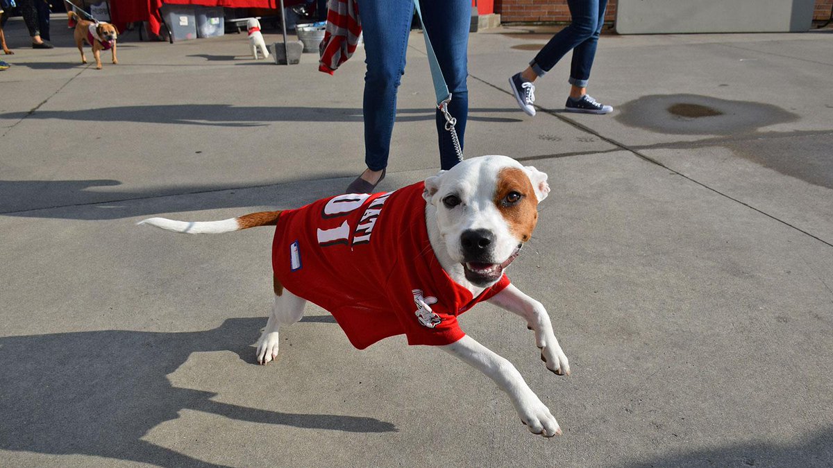 cincinnati reds dog jersey