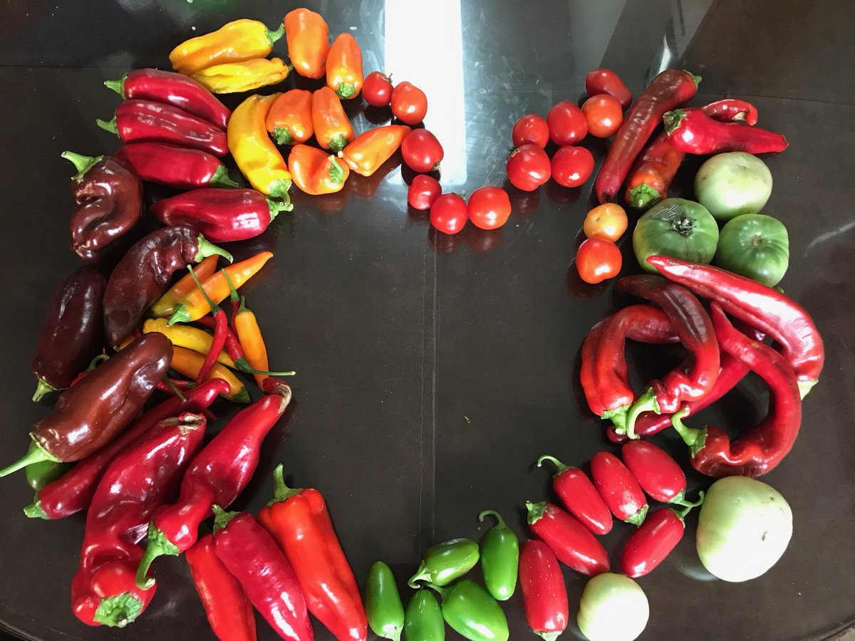 HHI360's tweet photo. Over 700lbs of produce grown at the El Pueblo Community Garden! Thx  @InsightGarden @plantingjustice for making this past harvest a success! https://t.co/mEJTvgGKig