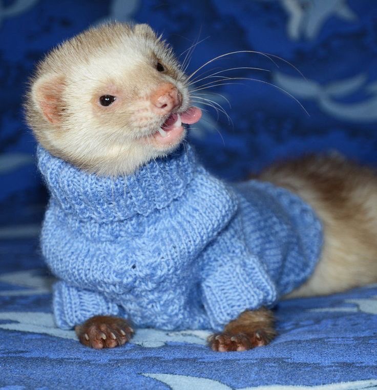 AleysiaPons's tweet photo. Murr didn't want you guys knowing, but.... he's a big fan of turtle necks https://t.co/xXNyAujJL1