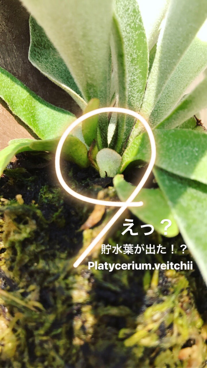 ベイチー Twitter Search Twitter