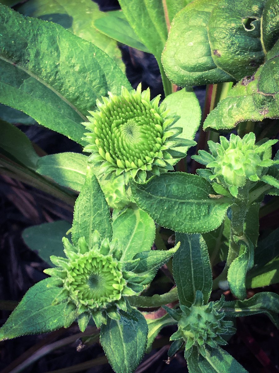 ElizabethBarber's tweet photo. A little late to the party but I have coneflowers finally coming up!
#happinessisaflowerinbloom #flowers
#project365 #floweredition https://t.co/DCnsSVmzsz
