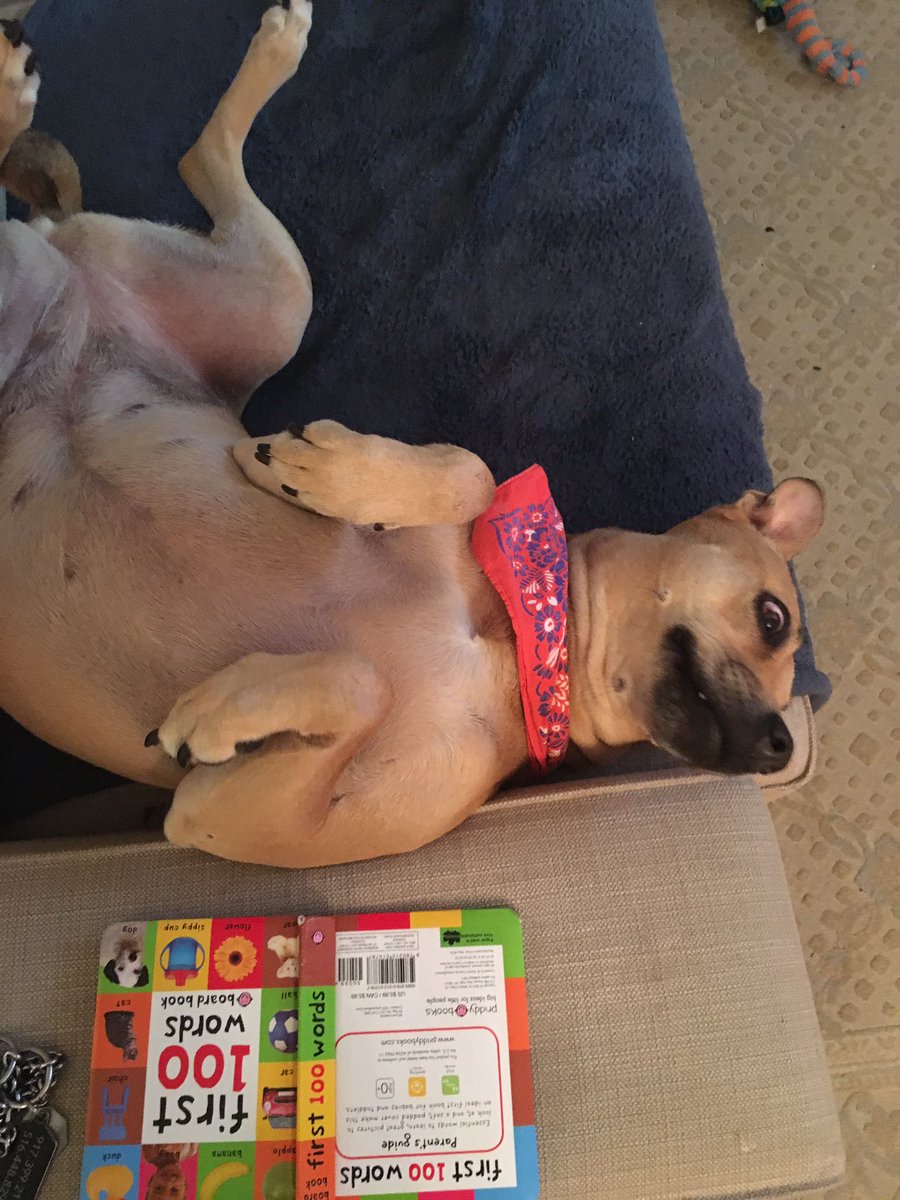 KelliGiddish's tweet photo. #first100words @FrannieTheDog https://t.co/Nj2xofiLuh