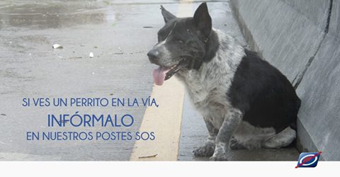 AutopCentral's tweet photo. Nosotros podemos rescatar a un perrito en la vía 🐶 no es necesario que te bajes del vehículo.✋🚗 Sólo debes llamarnos al *7882. #abertis https://t.co/Jt3TeLoKSc
