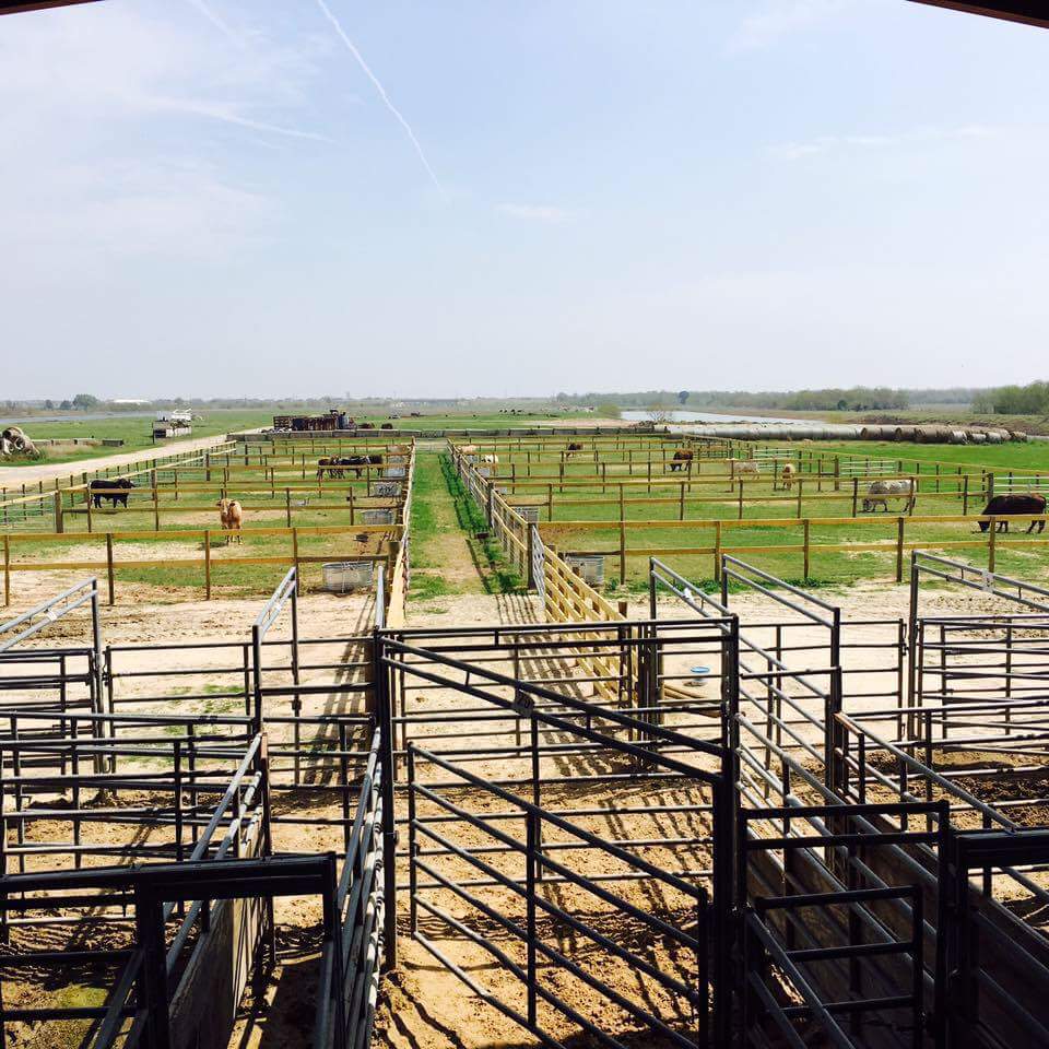 taylorrturrner's tweet photo. I'll be thankful when #Barn2Buck looks like this again. Those babies need their pastures back 💙 #HopeForHouston https://t.co/zoh9bwZ0x0