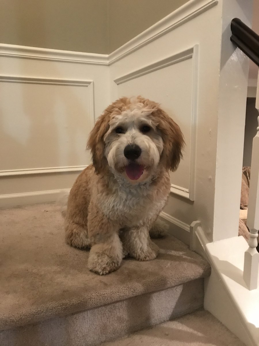 YardleyLMT's tweet photo. Henry is happy! #YardleyRun #YardleyPA #stillapuppy https://t.co/jYsCWHBGL1