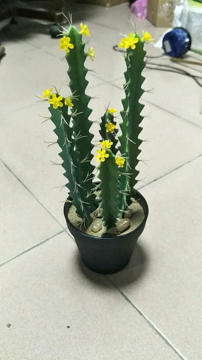 Jack yang (@jackyang2006) on Twitter photo 