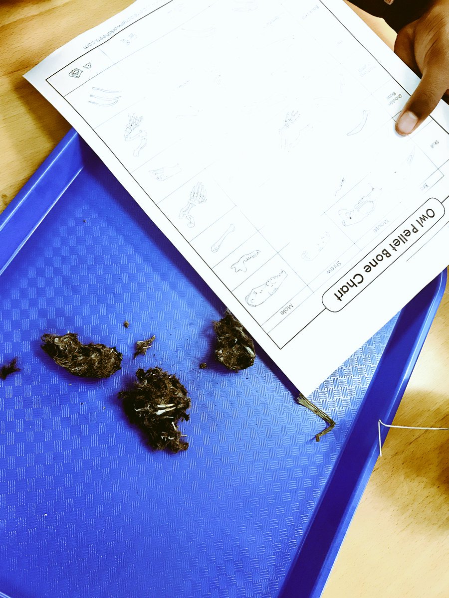 msseigler's tweet photo. Owl pellets were a huge hit! Kids were mesmerized and horrified! Now they want to dissect other things! #cmsd @DickensTigers https://t.co/VoszaHQPkt